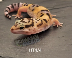 Leopardgecko High Yellow, Mack Snow Tremper Albino, Afghan Tangerine Designer 