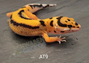 Leopardgecko Afghan Tangerine 