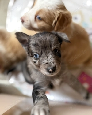 Australien Shepherd -Border Collie Welpen 