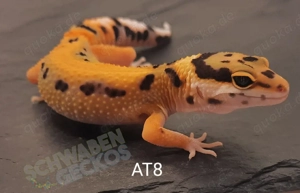 Leopardgecko Afghan Tangerine 