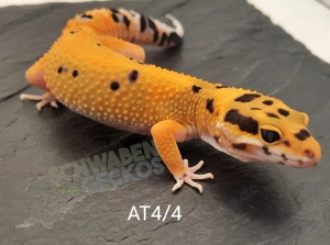 Leopardgecko Afghan Tangerine 