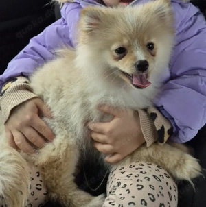 Pomeranian Welpen Teddy Champagne Creme Farbe