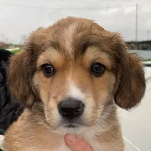 Barnes, geb. ca. 10 2025, lebt in GRIECHENLAND, im städt. Tierheim Serres