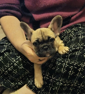 Französische Bulldogge Welpen 
