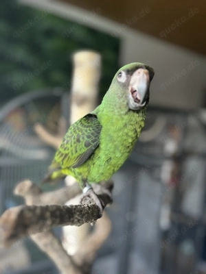 Zwei grüne Glücksbringer: Extrem liebevolles Grünes Kongopapagein Pärchen sucht neues Zuhause