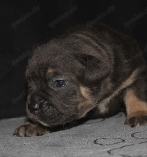 Old English Bulldog Welpe sucht passende Familie 