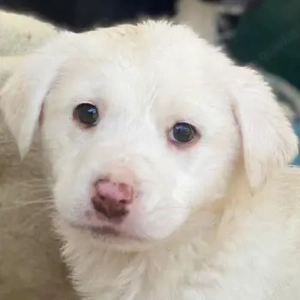 Kovu, geb. ca. 10 2025, lebt in GRIECHENLAND, im städt. Tierheim Serres