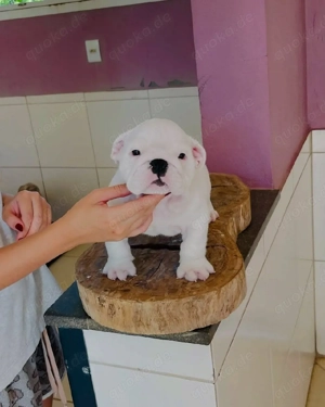 entzückender Bulldoggenwelpe