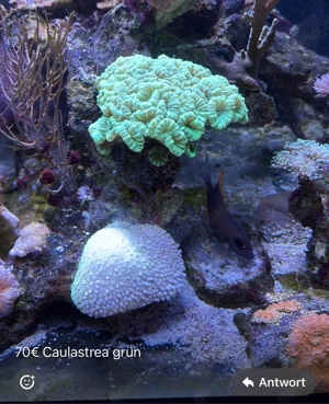 Caulastrea Grün Koralle