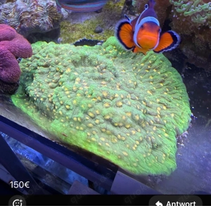 Chalice Space Invader Koralle