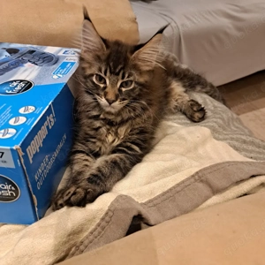 XXL Maine Coon Kätzchen 