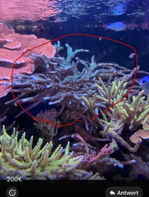 Acropora SP ganzer Stock Koralle