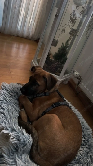 Schäferhund Mischlings Dame 