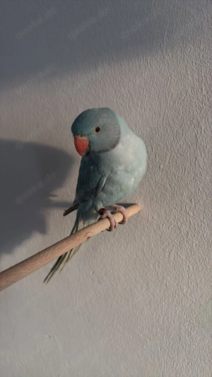 Junger halsbandsittich 