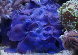 Scheibenanemone Discosoma blau