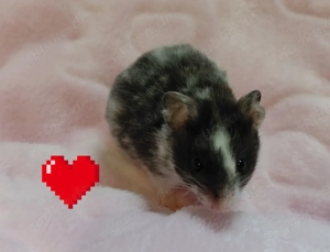 Goldhamster- Jungtiere