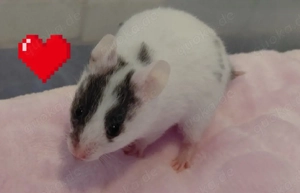 Goldhamster- Jungtiere