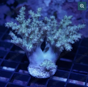 Sinularia sp. 'Green'