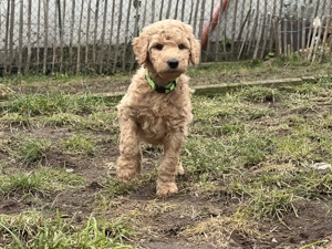 Großpudel Welpen vom Huftempel