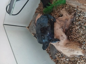 Wasserschildkröte inkl. Becken und Technik 