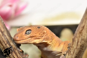 Gerne auch Tausch ! Adult 1.0  Mandarin het Eclipse Leopardgecko 