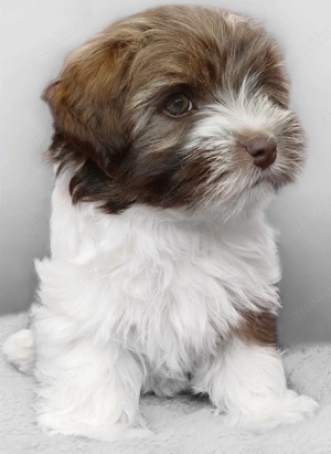  Süßer Bolonka Zwetna Welpen Rüde und Hündin mit Ahnentafel sucht ein liebevolles Zuhause