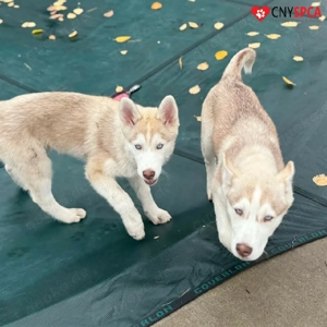 Bezaubernde Husky-Welpen!