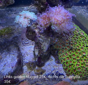 Euphyllia Koralle Golden Nugget oder Grün Lila
