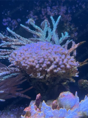 Himbeerkoralle Pocillopora Koralle