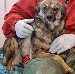 FELINA   JUnghündin auf der Suche nach Wärme