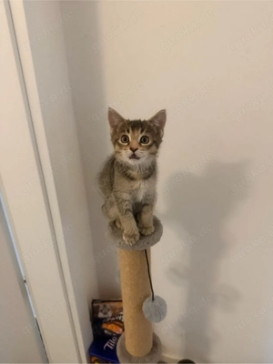 Wunderschöne Kätzchen