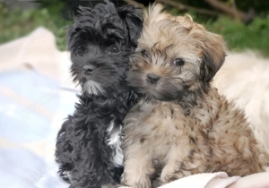 Wunderschönen Bolonka Zwetna Welpen mit Papieren und Blue Augen 