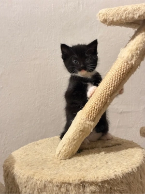 Kätzchen suchen ein liebevolles Zuhause