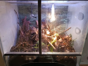 Terrarium mit Tausendfüßern, Panda-asseln und orangenen Asseln