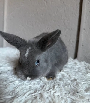 Miniloops Babys Bild 4