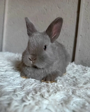 Miniloops Babys Bild 3