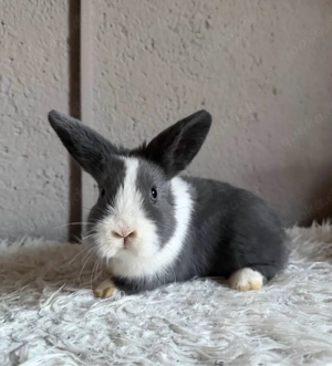 Miniloops Babys Bild 2