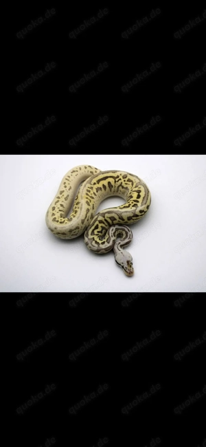 Königspython abzugeben 