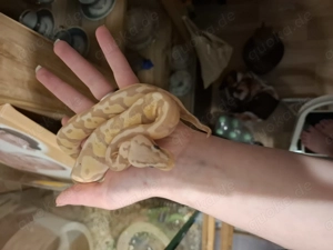 Weiblichen Königspython zu Verkaufen 