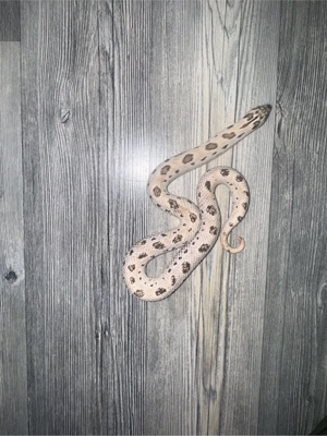 super arctic conda het lavender 1.1 