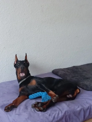 Dobermannrüde kupiert