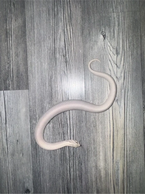 toxic superconda 0.1 