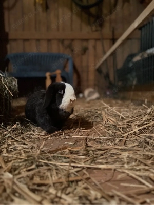 Miniloop Dame Bild 2