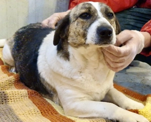 Super freundliche, kleine LUISA Bild 8