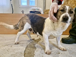 Super freundliche, kleine LUISA Bild 2