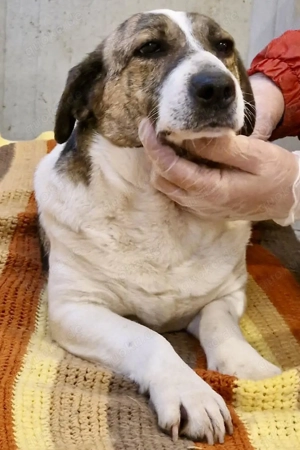 Super freundliche, kleine LUISA Bild 4