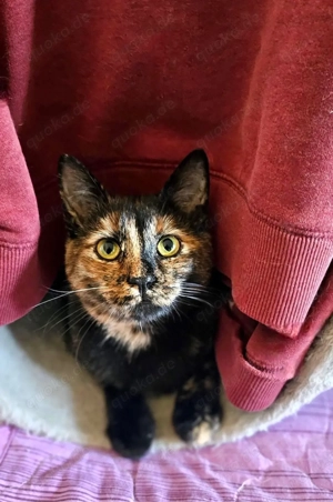 Luanda , 8 Monaten alt 