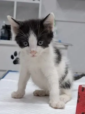 Dringend Pflegestellen für unsere Katzenkinder gesucht  Bild 9