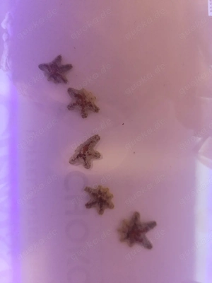 Asterina Gänsefuß-Seestern Meerwasser Aquarium Cleaning Crew