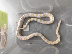 Kornnattern 1.3 abzugeben 